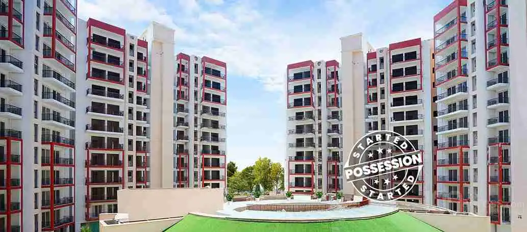 Orris Aster Court Premier